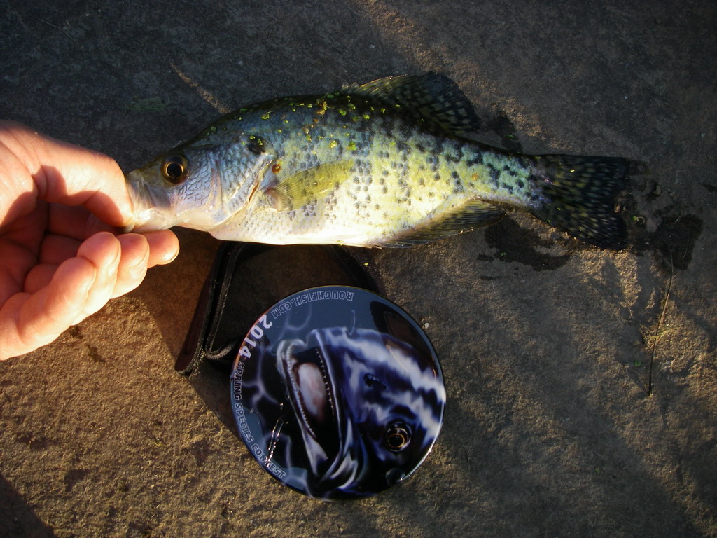 Crappie, White